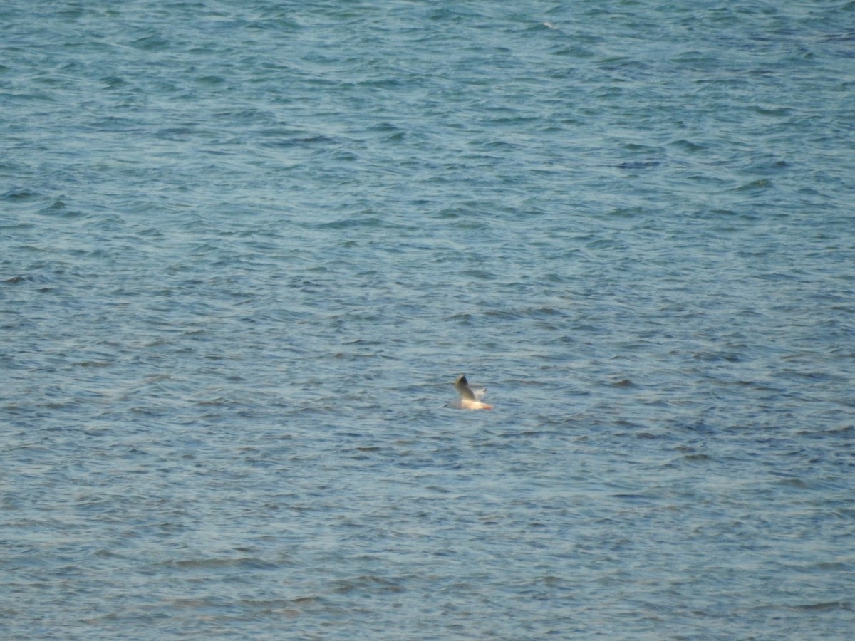 Морской голубок - ML647279835