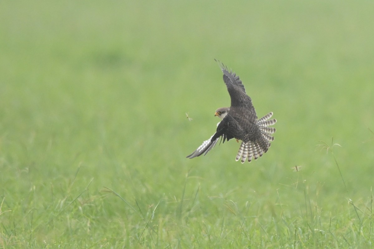 Belatz mantxuriarra - ML647279838