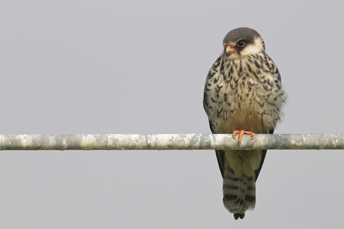 Belatz mantxuriarra - ML647279839