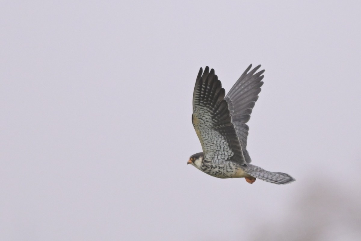 Belatz mantxuriarra - ML647279840