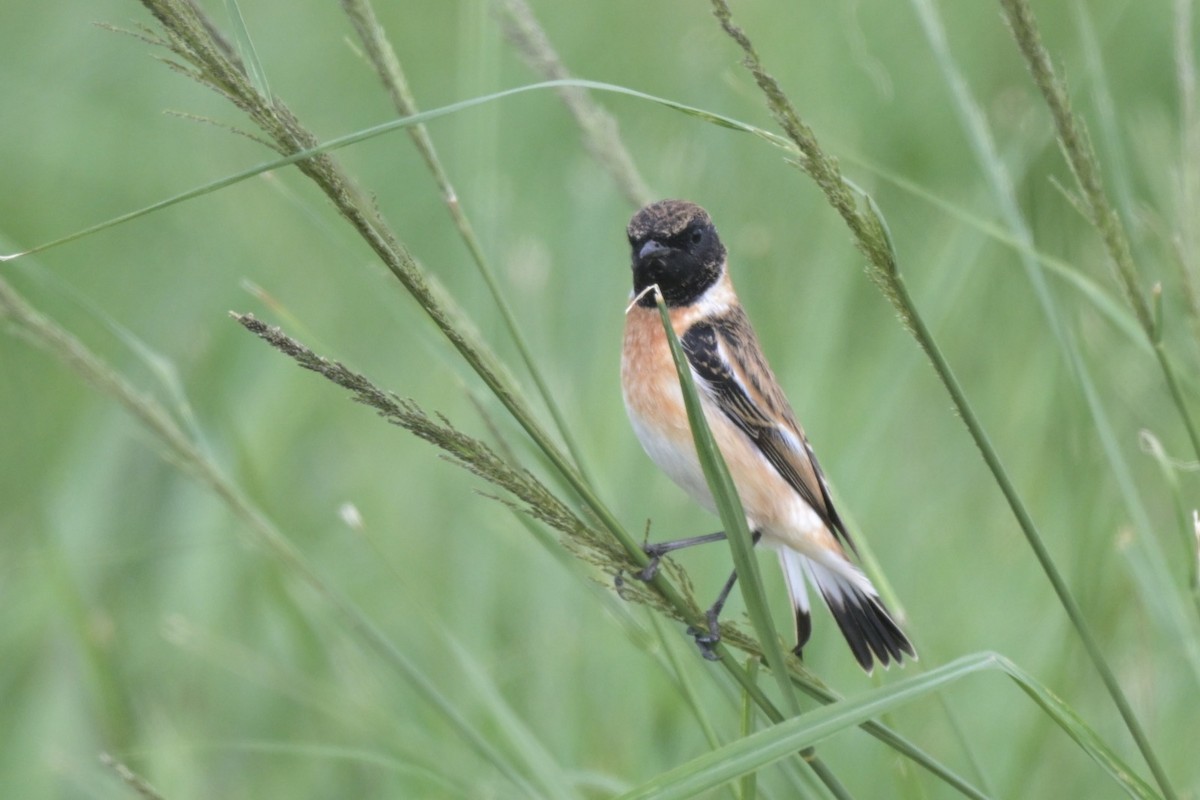 Pitxartxar siberiarra (hemprichii) - ML647279851