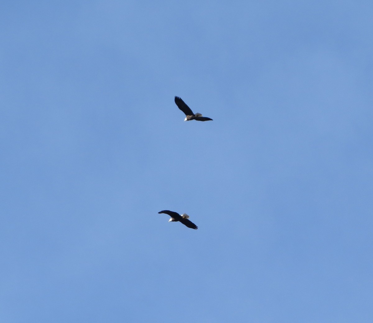 orel bělohlavý - ML647279855