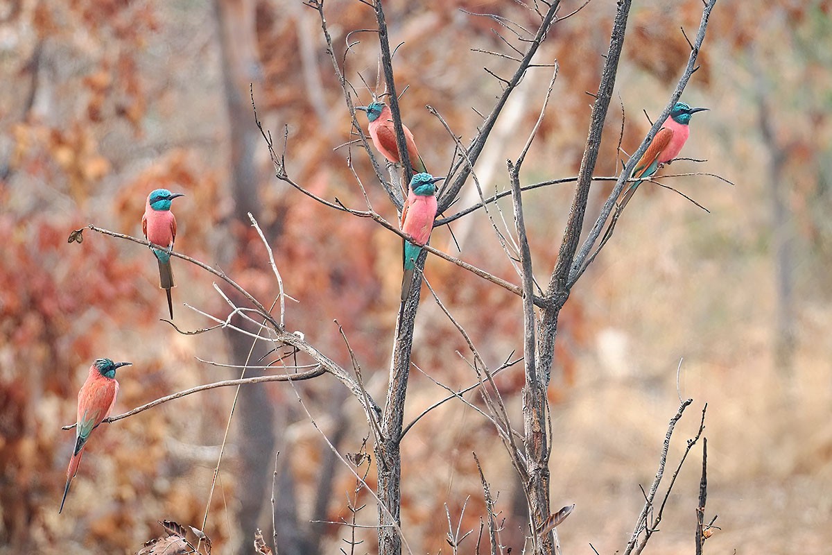 שרקרק ורוד - ML647279856