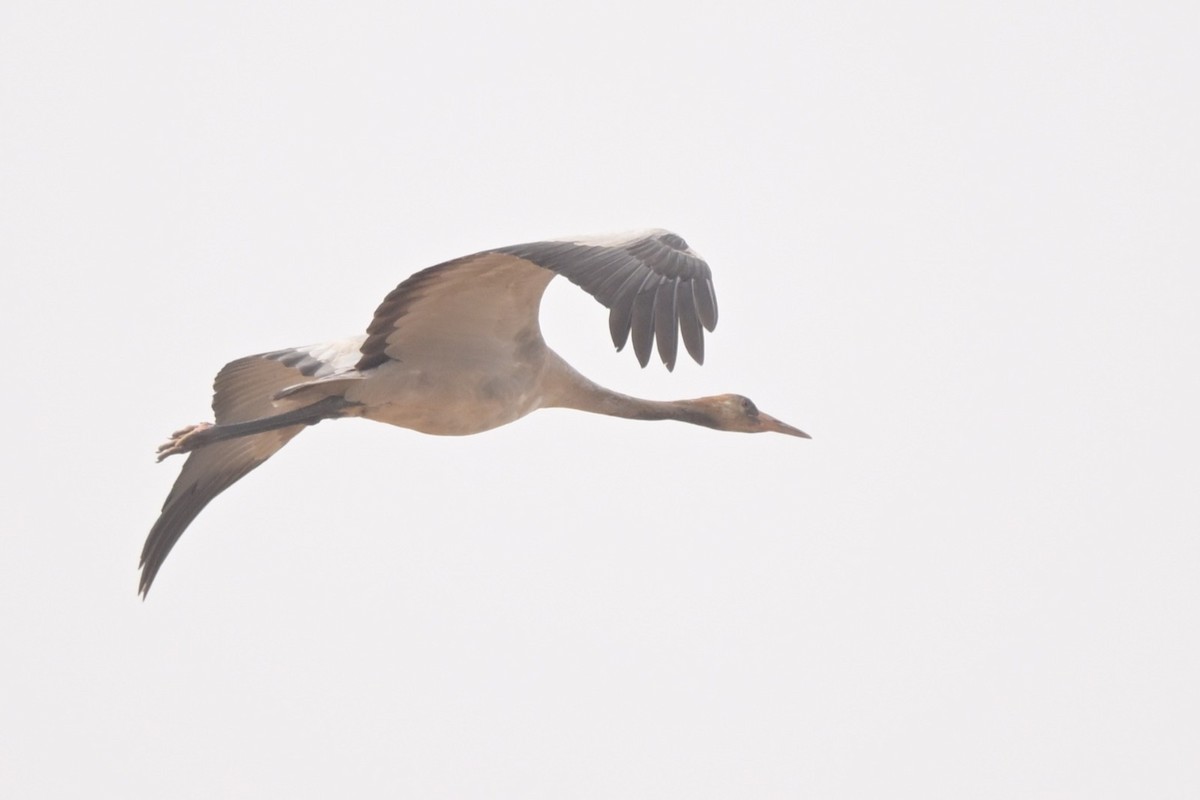 Kurrilo arrunta - ML647279865