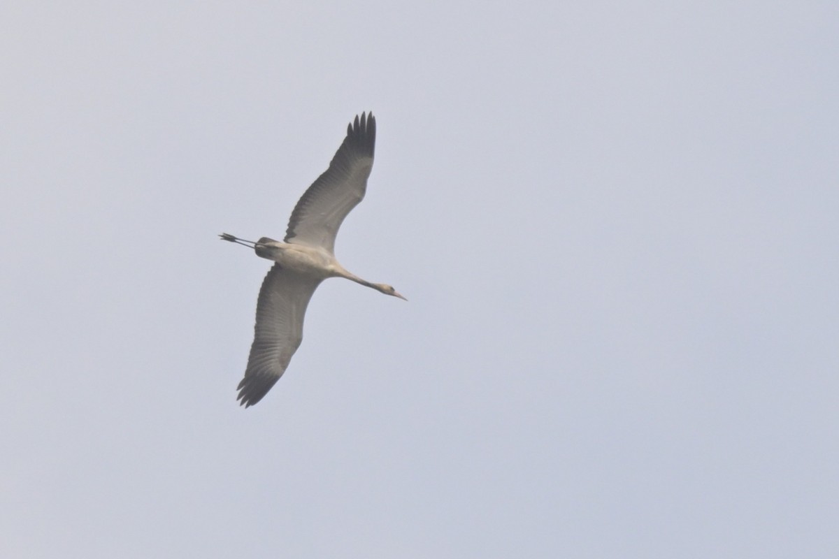 Kurrilo arrunta - ML647279866