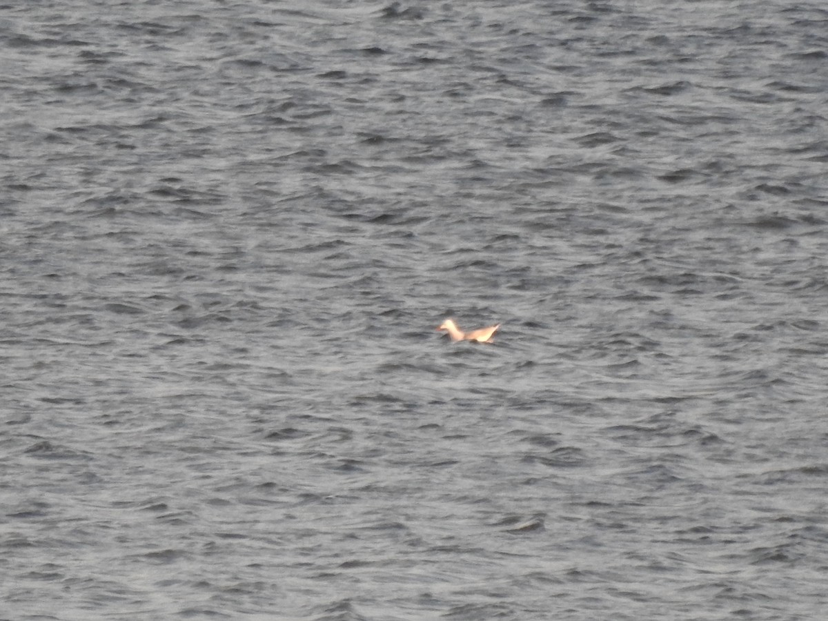 Морской голубок - ML647279879