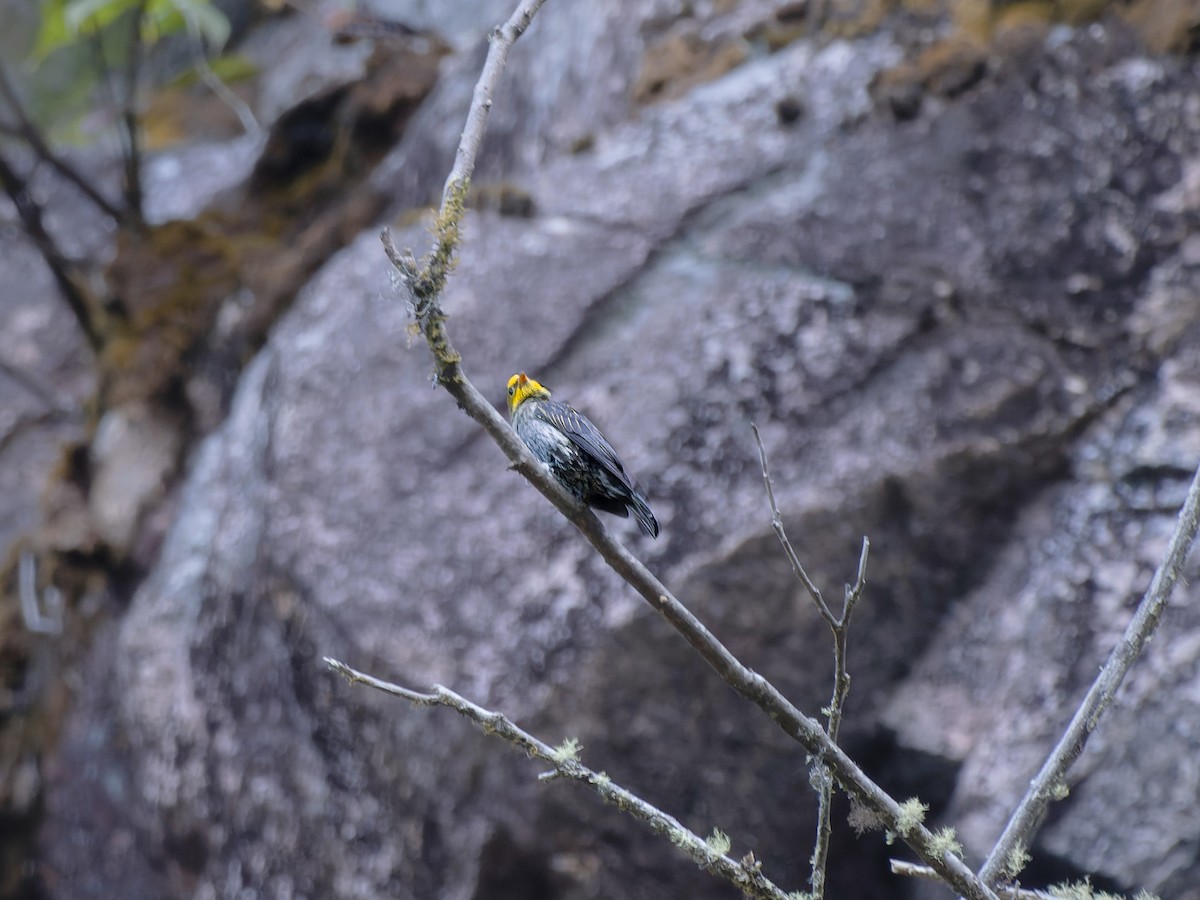 Yellow-rumped Honeyguide - ML647279881