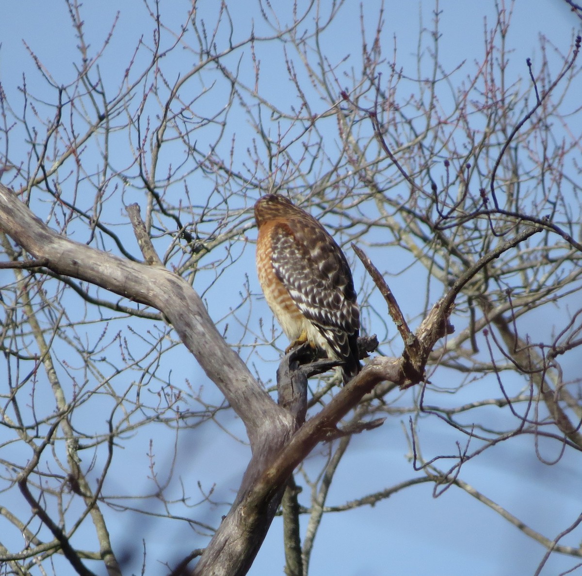 káně páskovaná - ML647279900