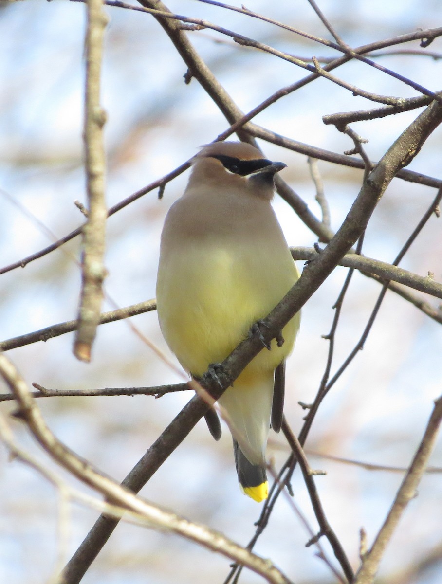 Cedar Waxwing - ML647279913
