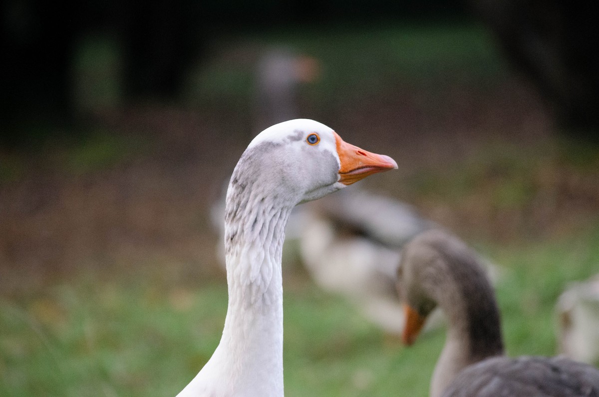 Graylag Goose (Domestic type) - ML647279934