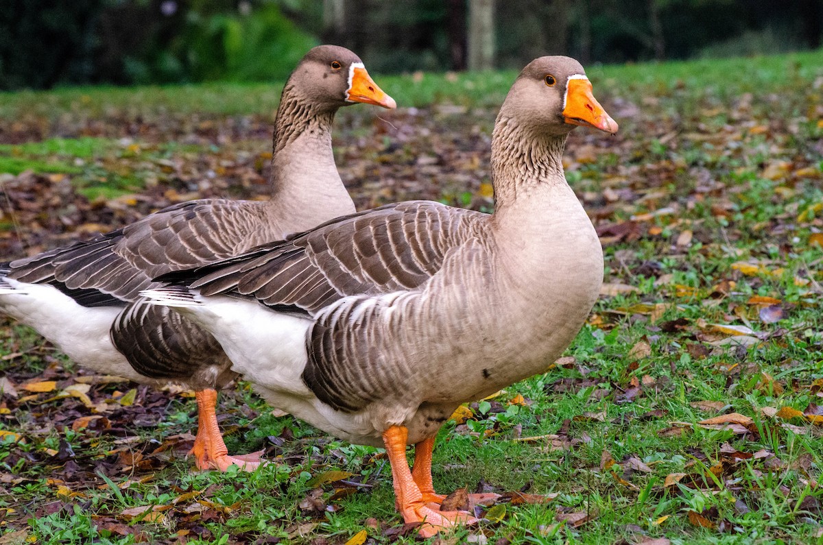 Graylag Goose (Domestic type) - ML647279937