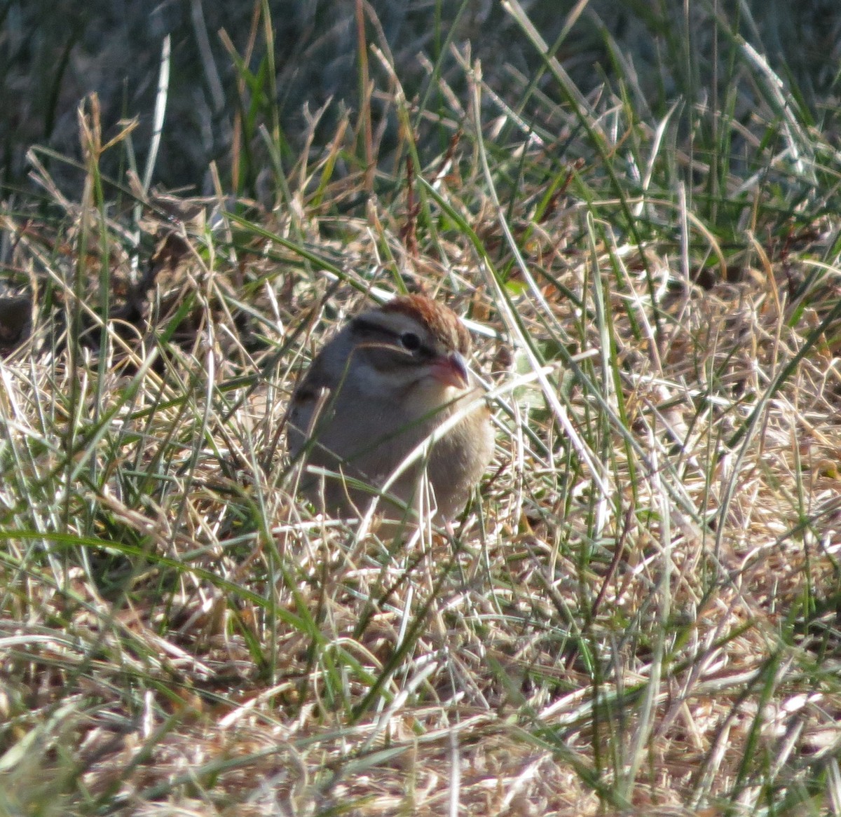 Schwirrammer - ML647279948