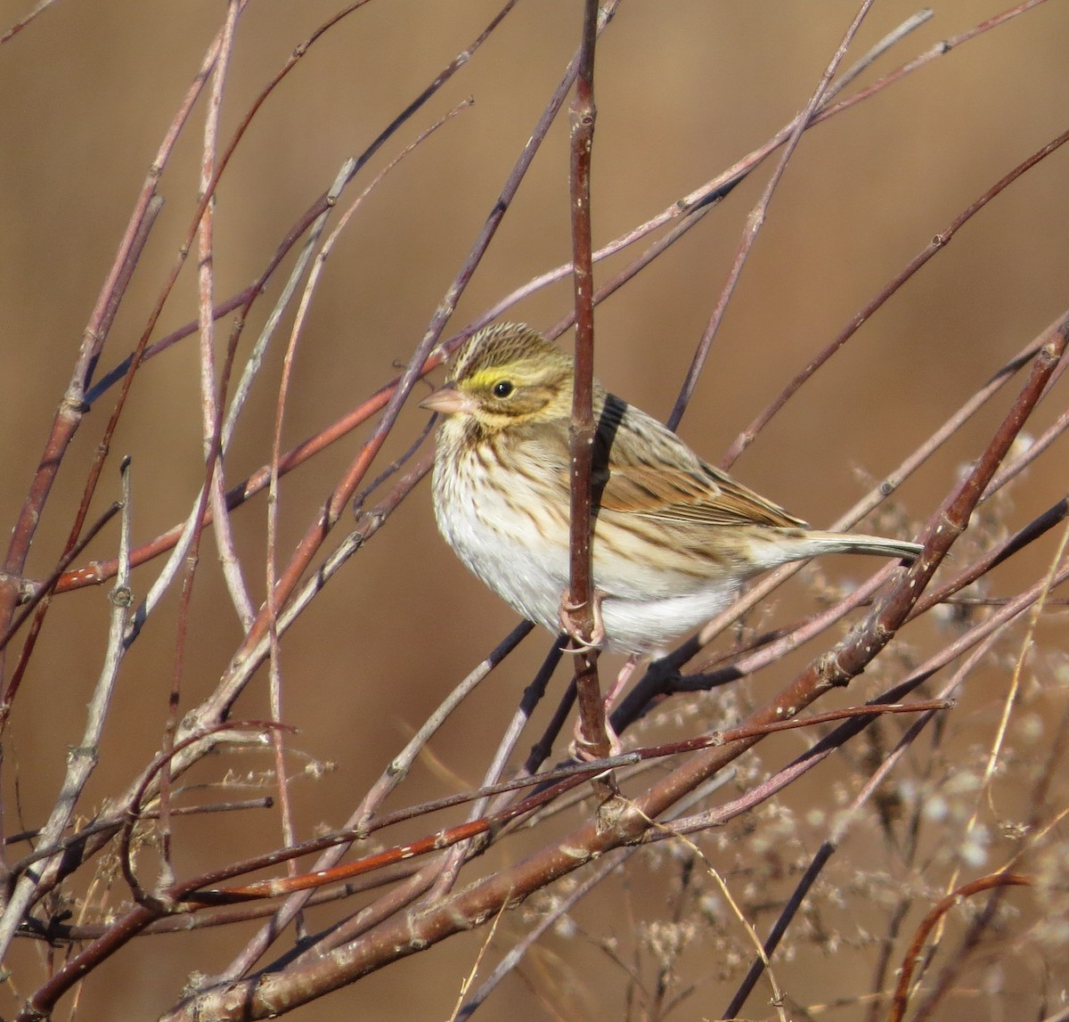strnadec luční - ML647279949