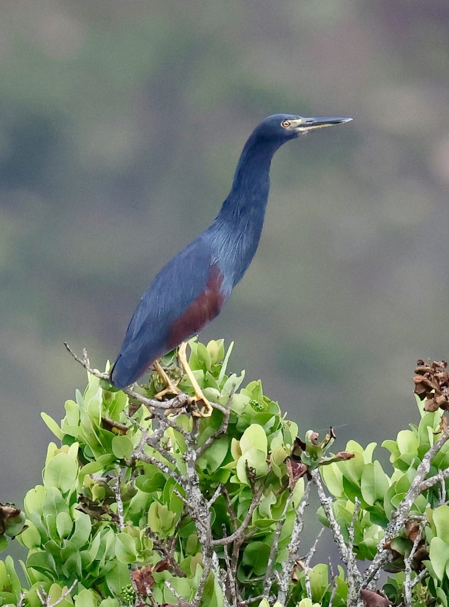 Rufous-bellied Heron - ML647279952