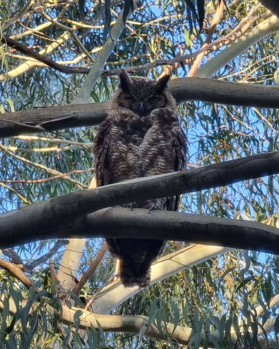Great Horned Owl - ML647279971