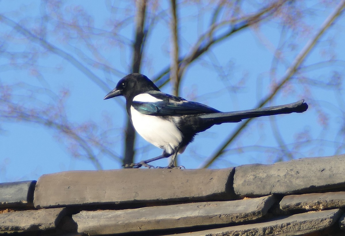 Китайская сорока - ML647279975