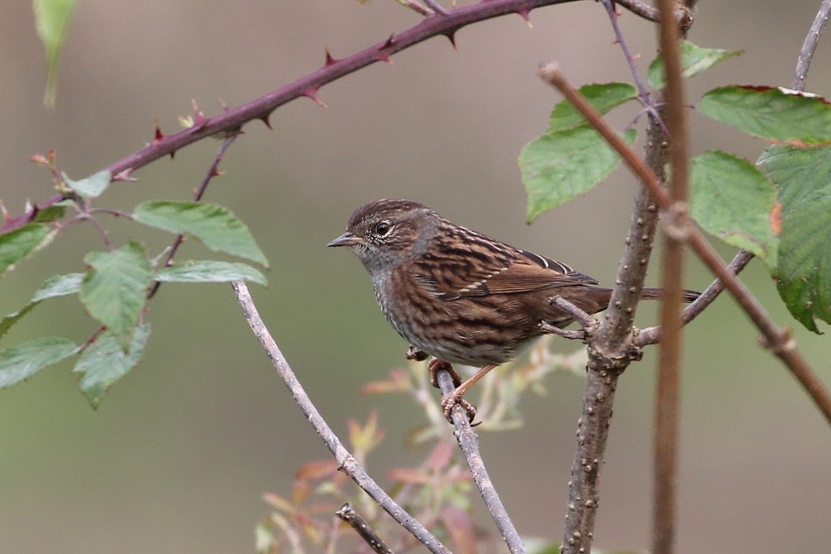 Dunnock - ML647279980