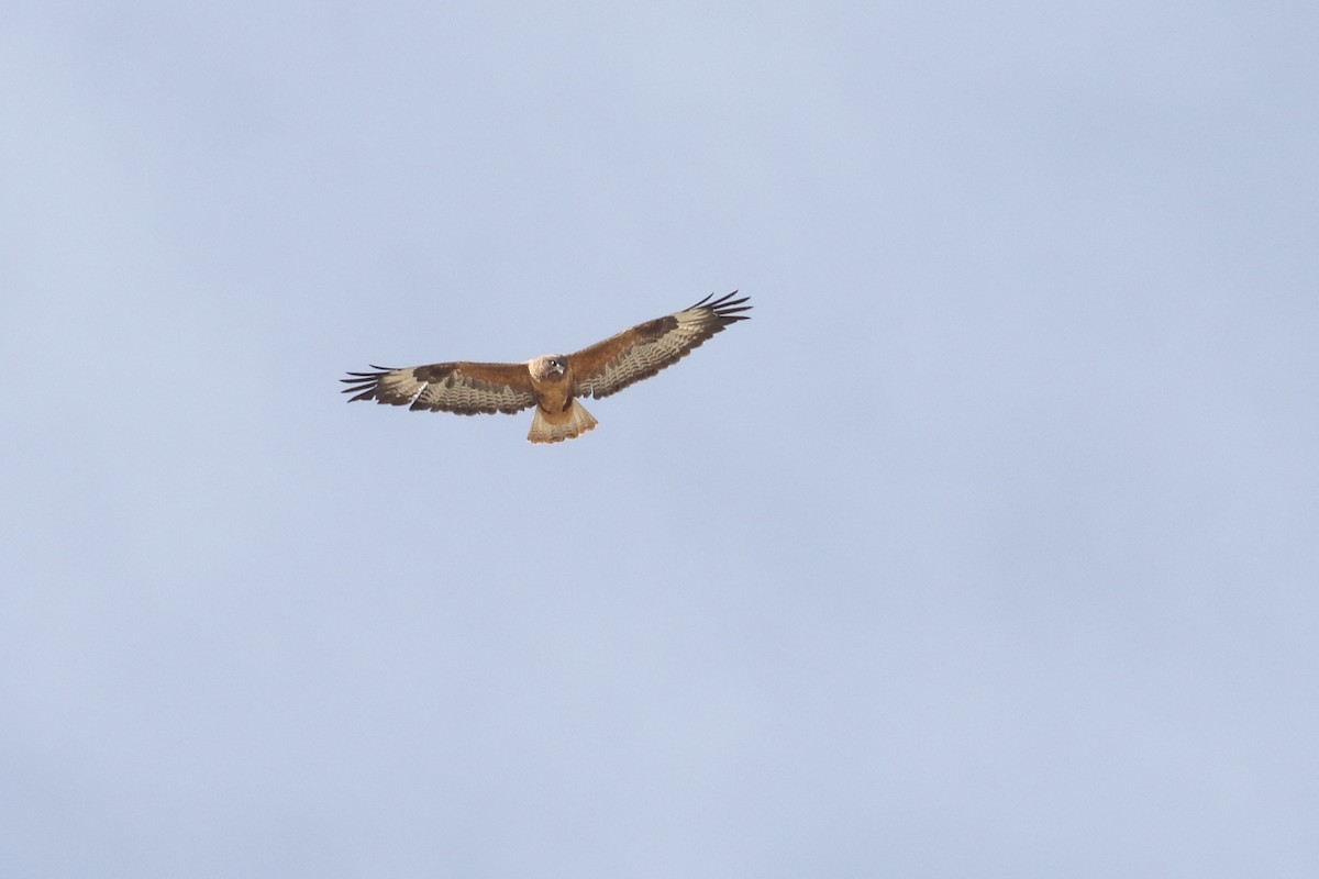 Мохноногий курганник - ML647279981