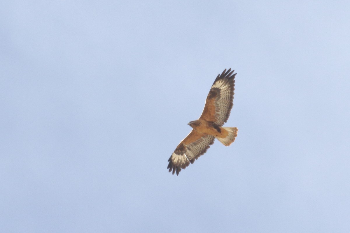 Мохноногий курганник - ML647279984