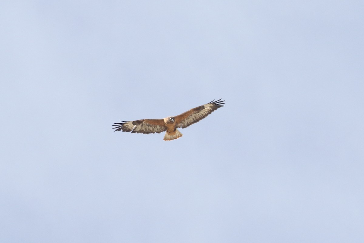 Мохноногий курганник - ML647279985