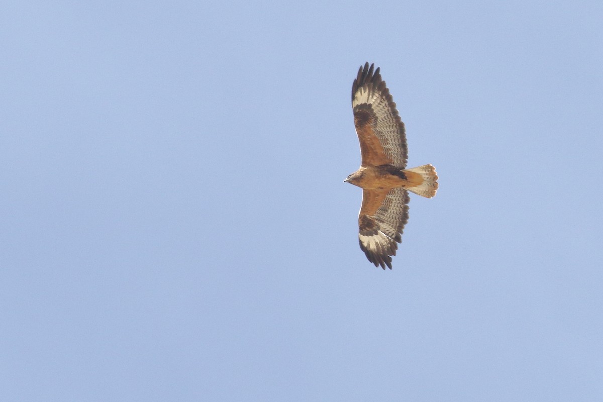 Мохноногий курганник - ML647279986