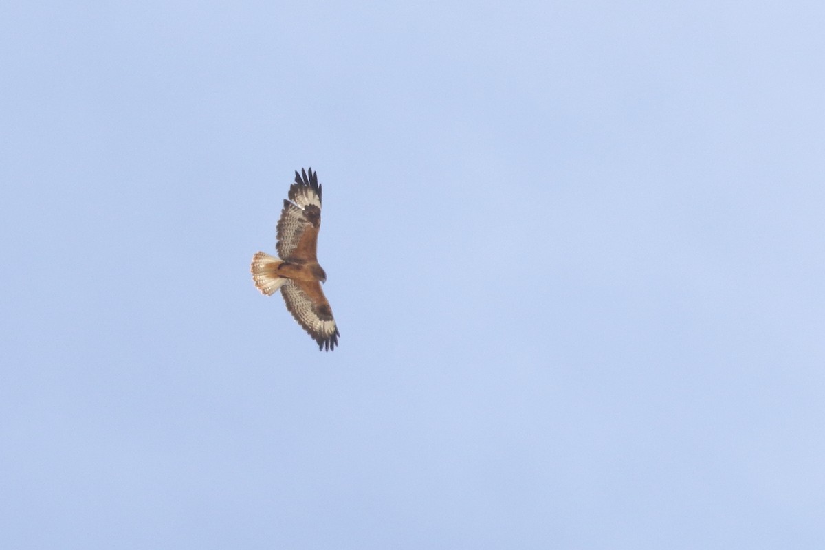 Мохноногий курганник - ML647279987