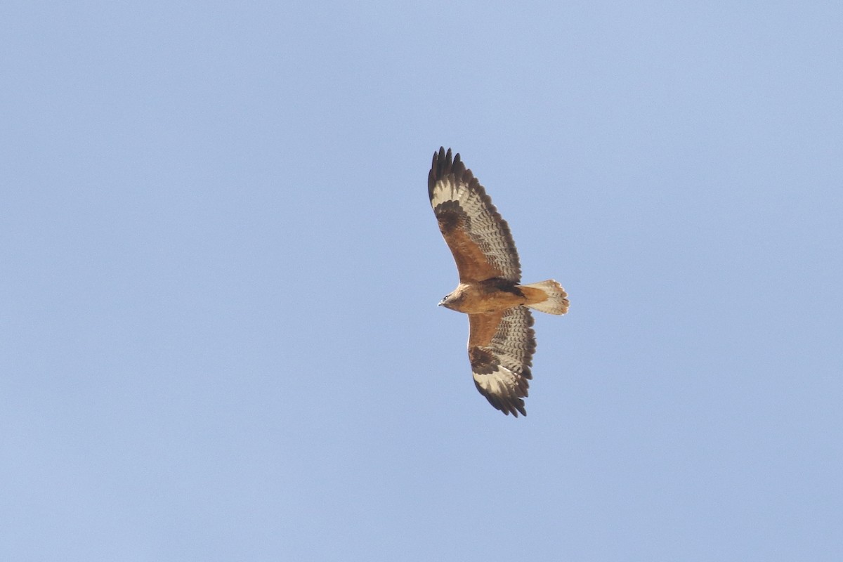 Мохноногий курганник - ML647279988