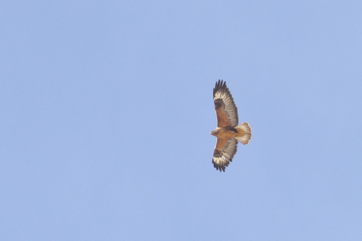 Мохноногий курганник - ML647279989