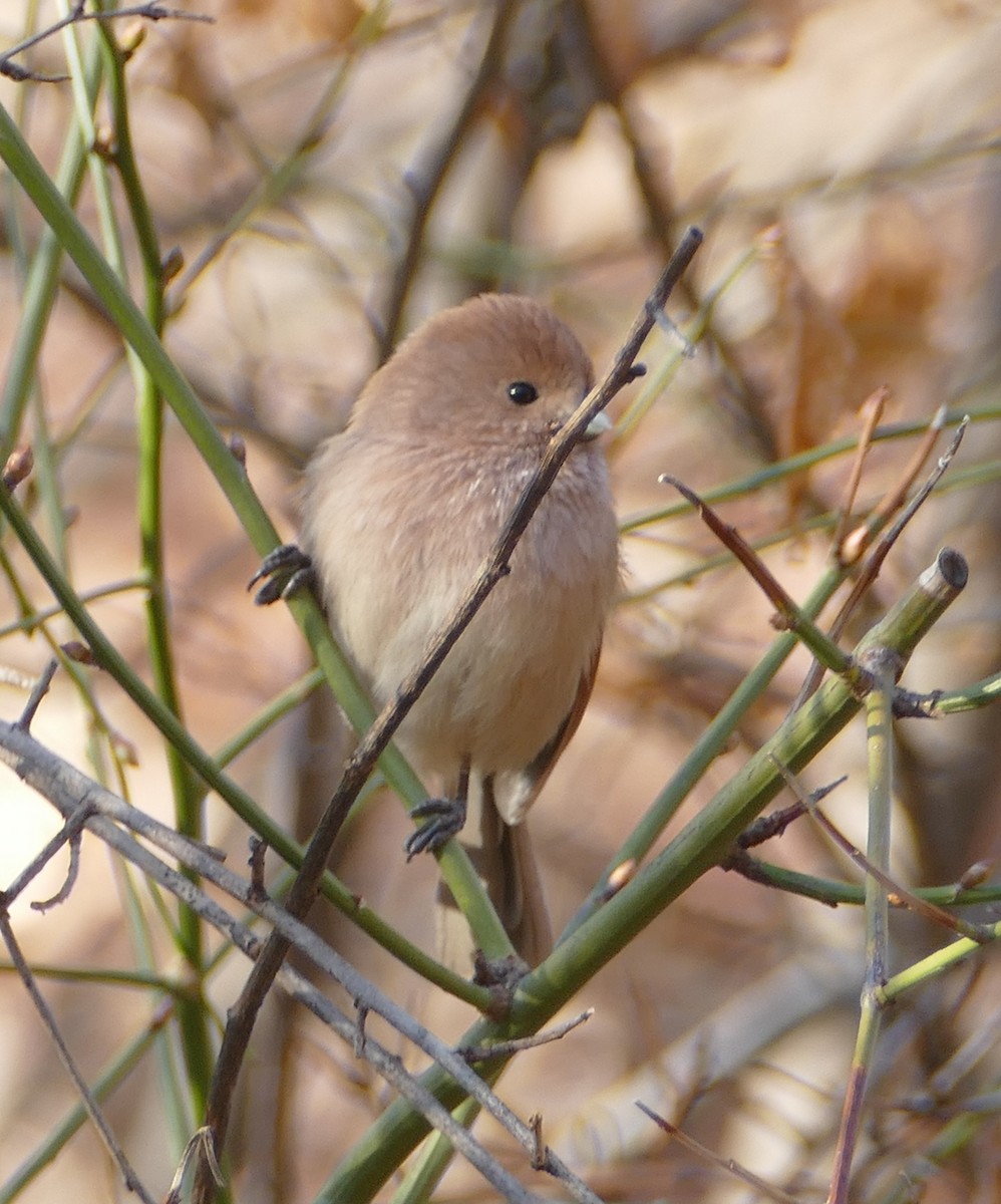 Бурая сутора - ML647279990