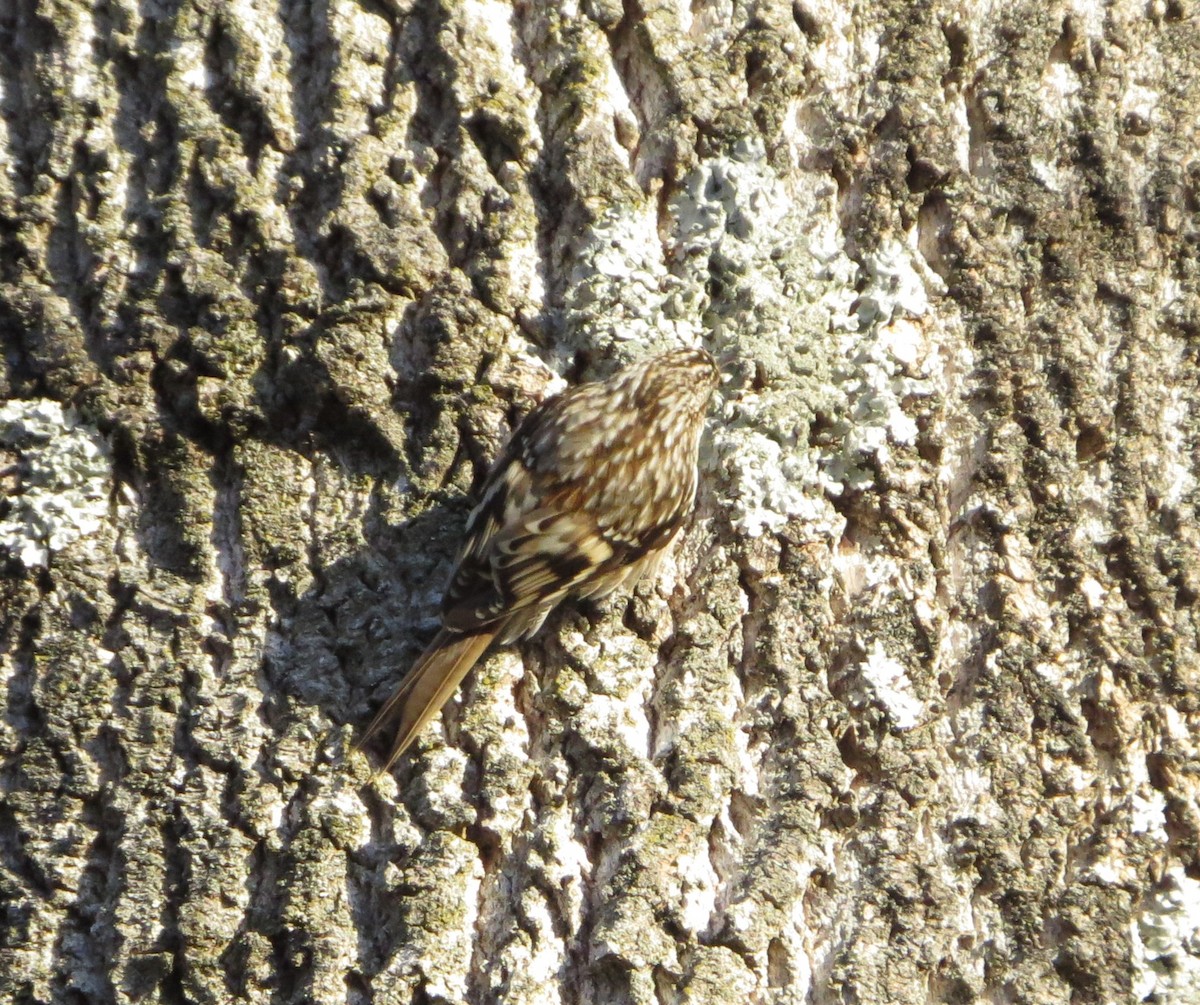 šoupálek americký - ML647279992