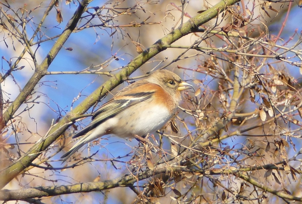 Вьюрок - ML647279994