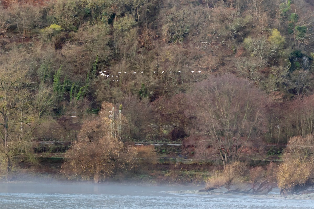 Graylag Goose (European) - ML647279998