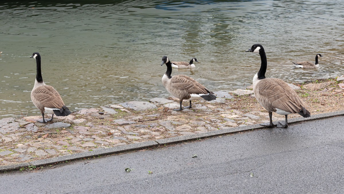 berneška velká - ML647280024