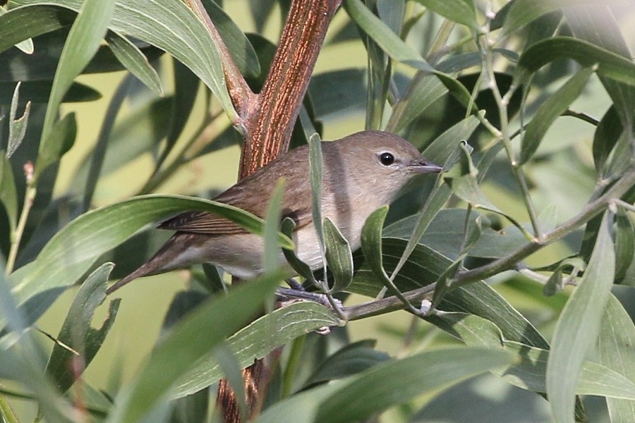 Garden Warbler - ML647280041