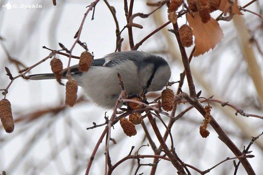 Azure Tit - ML647280053