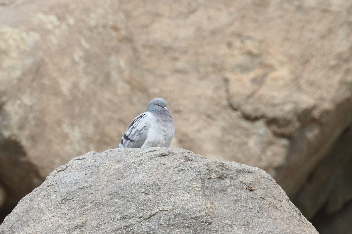 Hill Pigeon - ML647280067