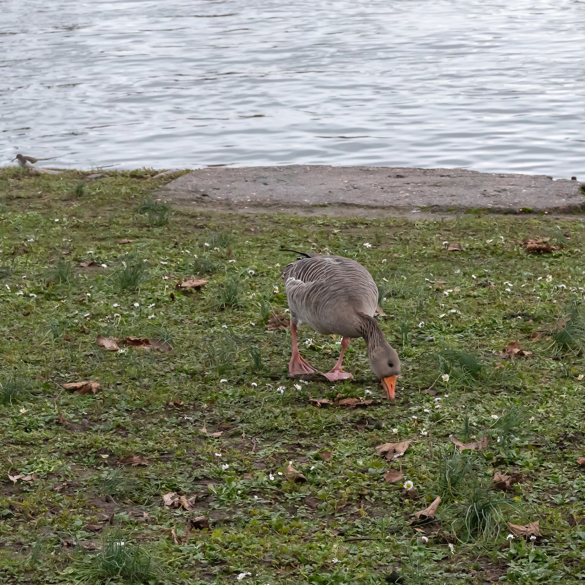 Graylag Goose (European) - ML647280072
