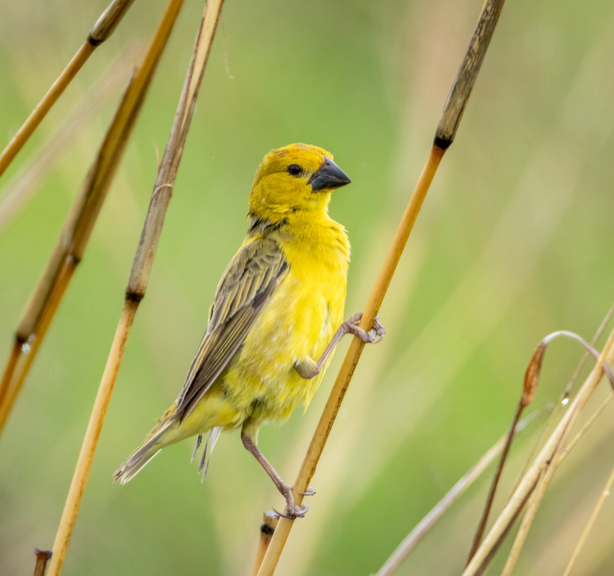 Anomalospize parasite - ML647280077
