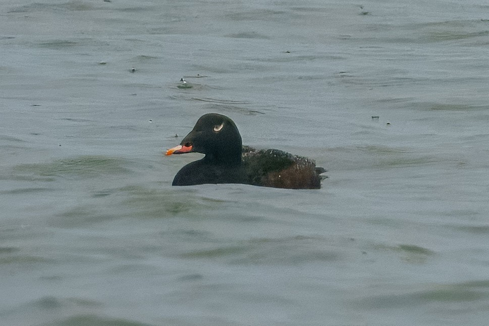 White-winged Scoter - ML647280081