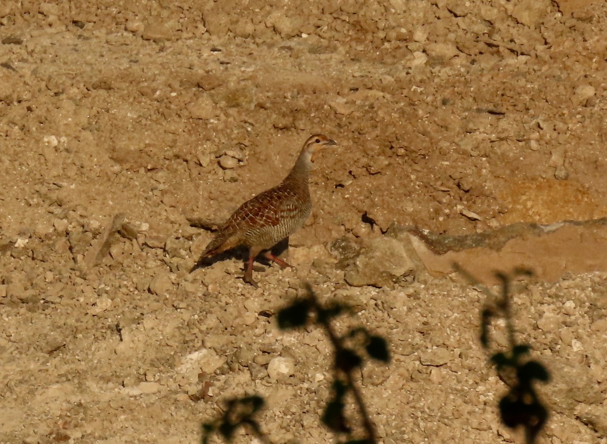 Gray Francolin - ML647280086