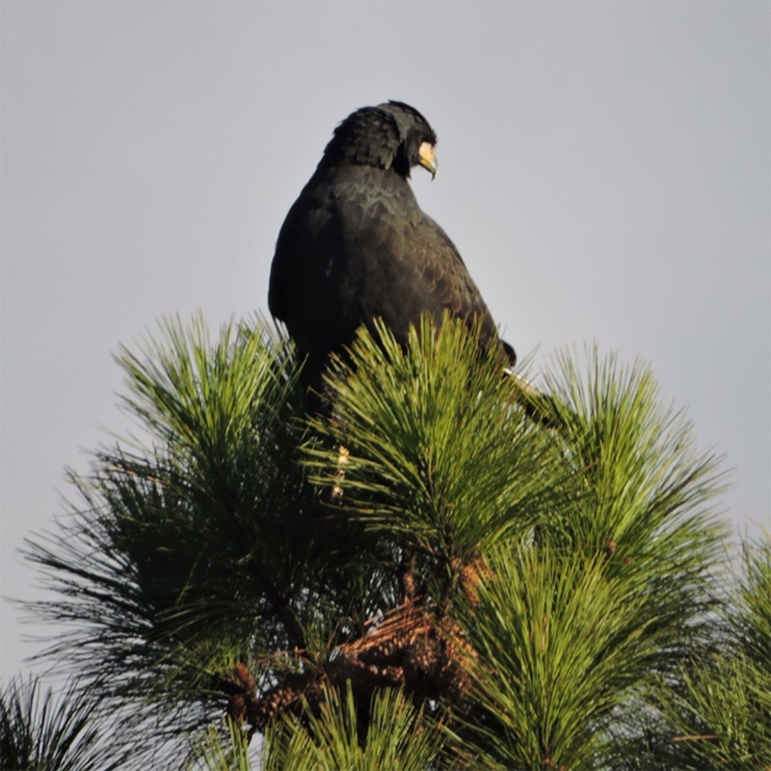 Great Black Hawk - ML647280094