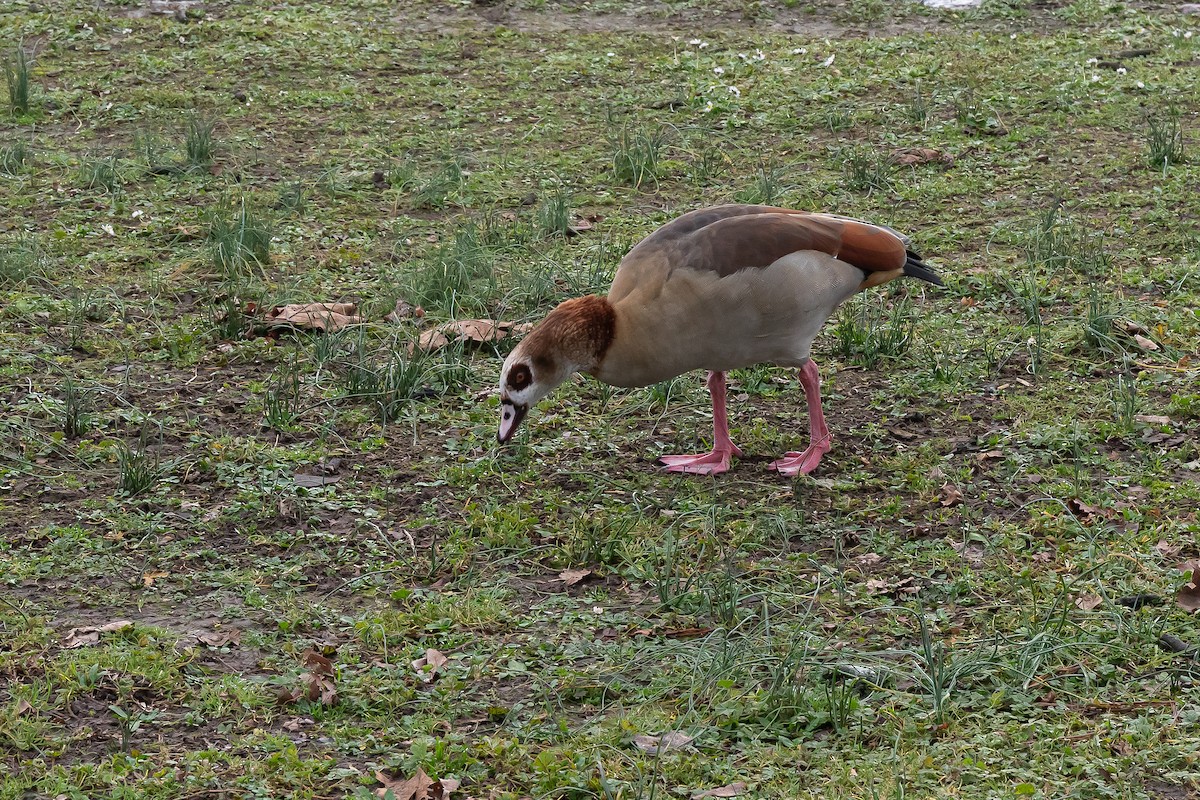 husice nilská - ML647280096