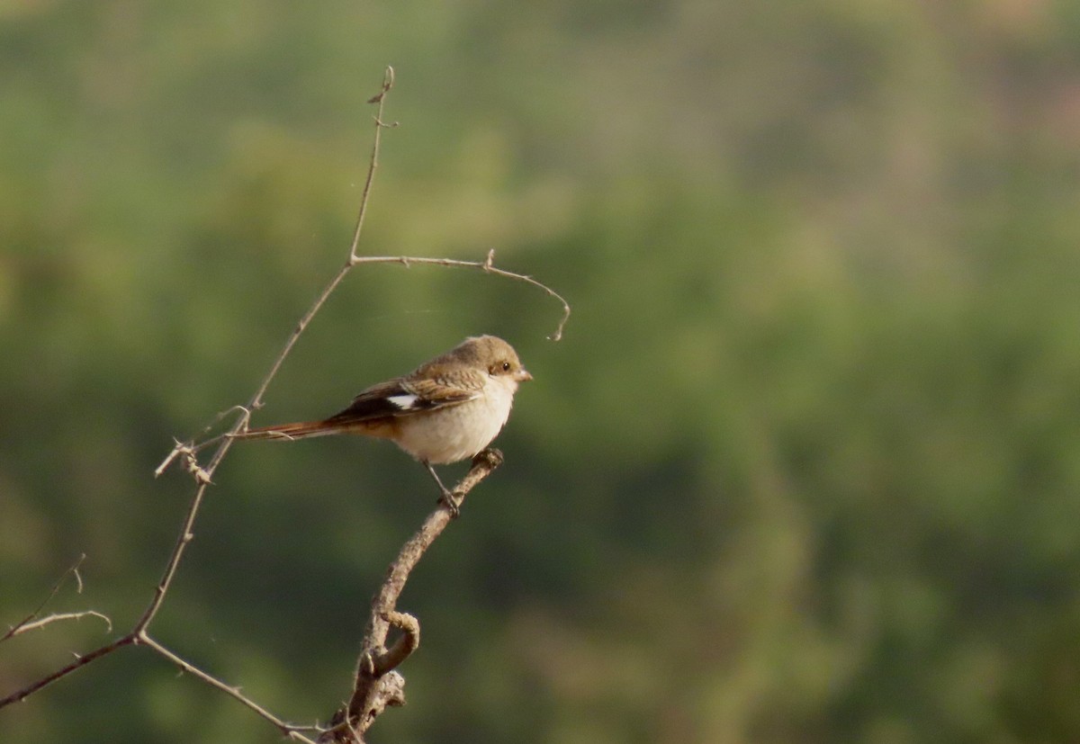 Bay-backed Shrike - ML647280098