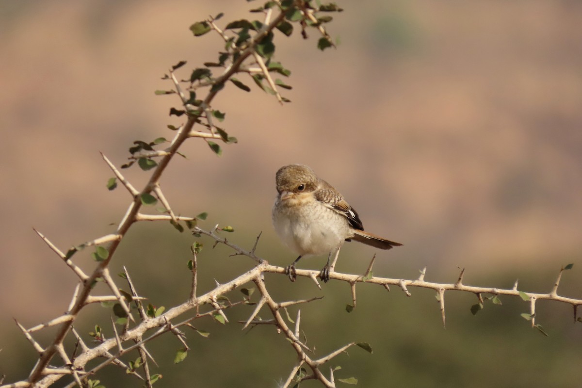 Bay-backed Shrike - ML647280099