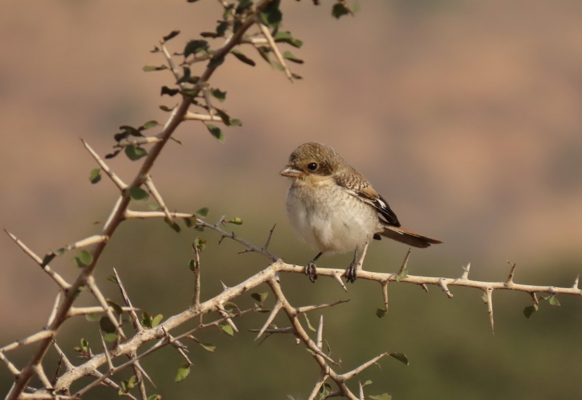 Bay-backed Shrike - ML647280100