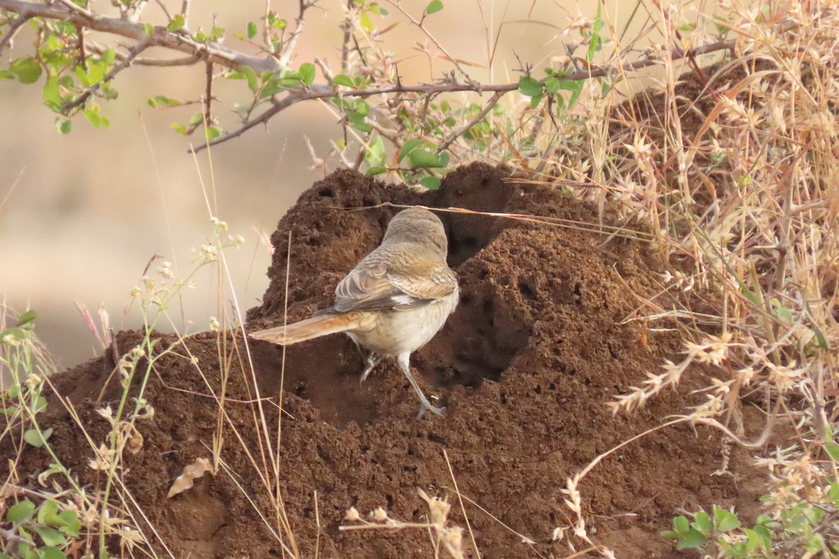 Bay-backed Shrike - ML647280101