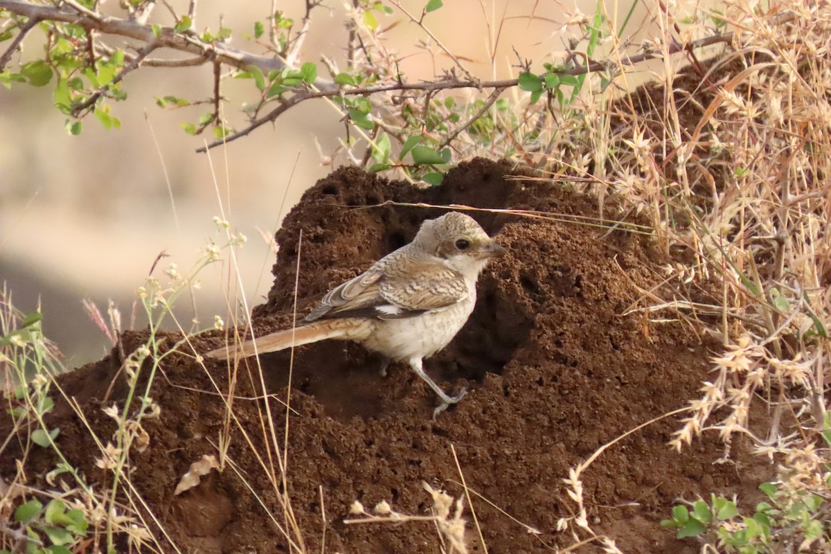 Bay-backed Shrike - ML647280102