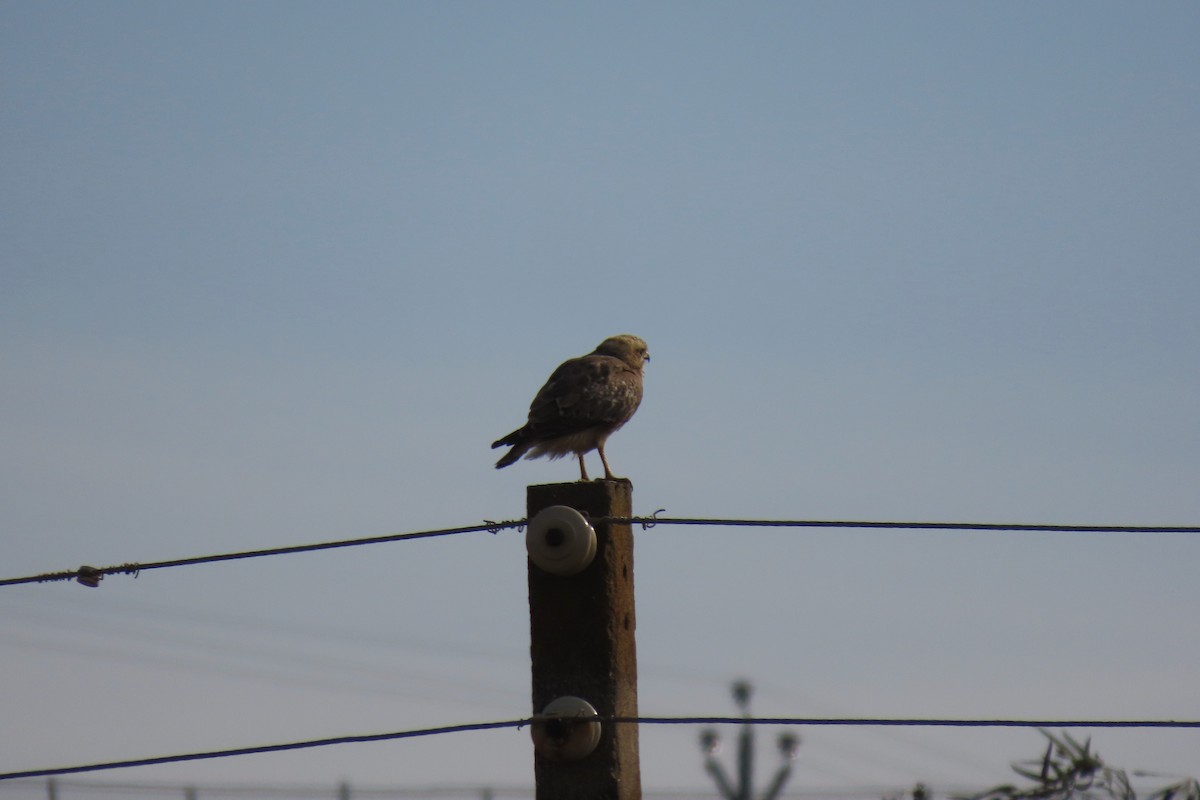White-eyed Buzzard - ML647280110