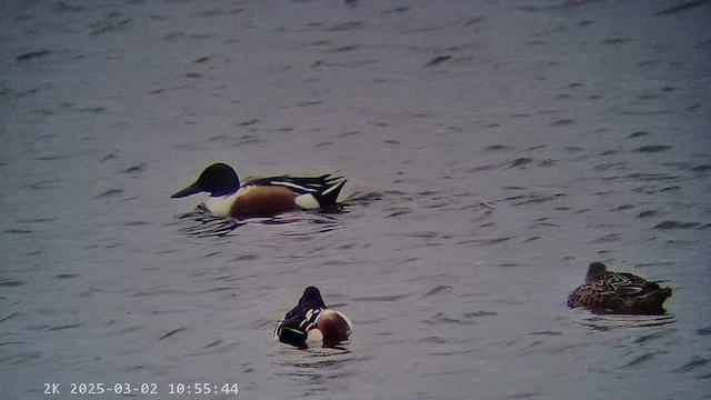 Ahate mokozabal zuria - ML647280115