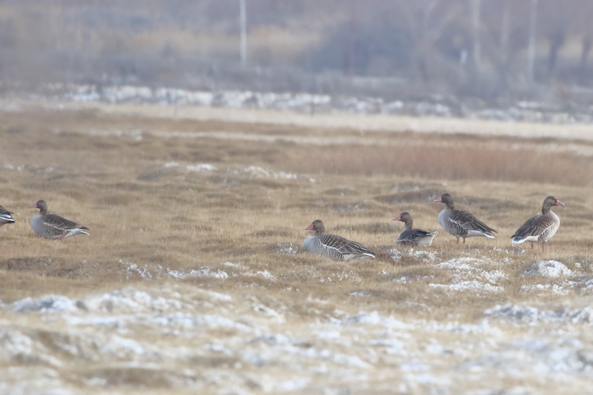 Graylag Goose - ML647280124